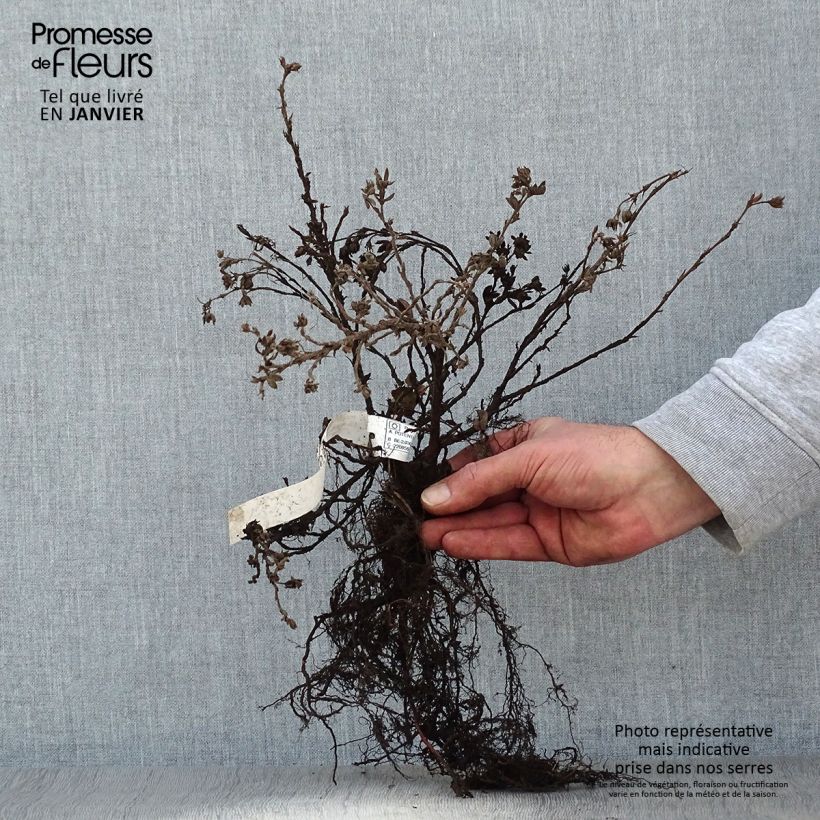 Exemplar von Fingerstrauch Elizabeth - Potentilla fruticosa Wurzelnackt wie im Winter geliefert