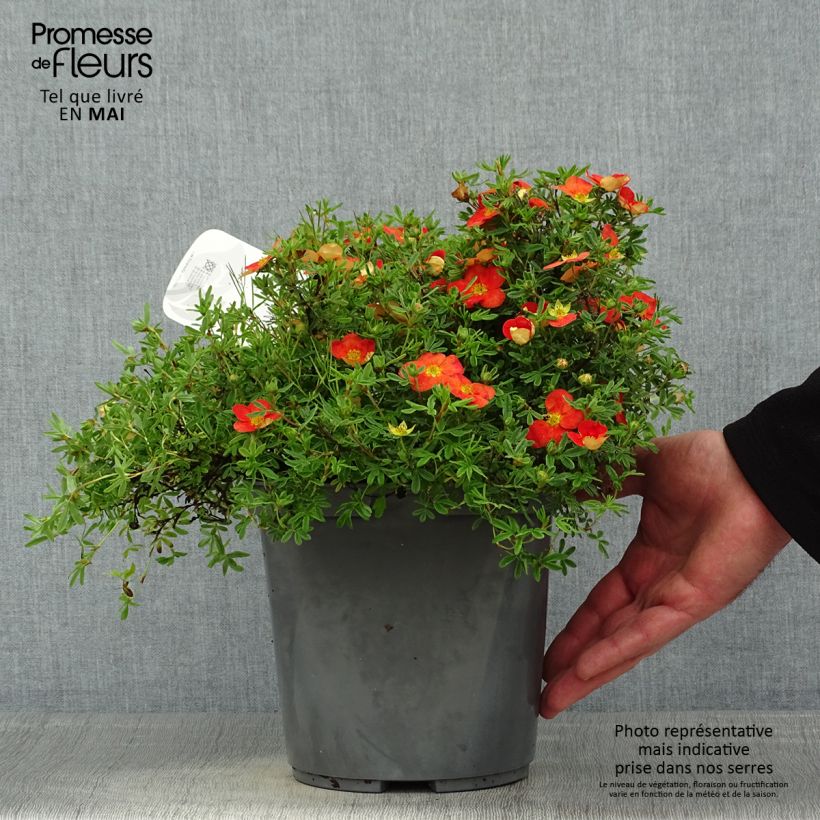 Exemplar von Fingerstrauch Red joker - Potentilla fruticosa Topf mit 3L/4L wie im Frühjahr geliefert