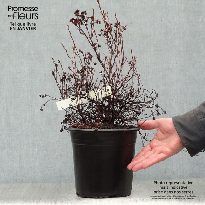 Exemplar von Fingerstrauch Red'issima - Potentilla fruticosa Topf mit 4L/5L wie im Winter geliefert