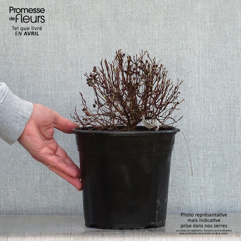 Exemplar von Fingerstrauch Red'issima - Potentilla fruticosa Topf mit 4L/5L wie im Frühjahr geliefert