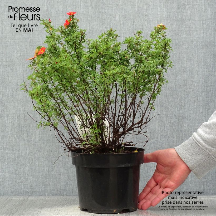 Exemplar von Fingerstrauch Red Lady - Potentilla fruticosa Topf mit 2L/3L wie im Frühjahr geliefert