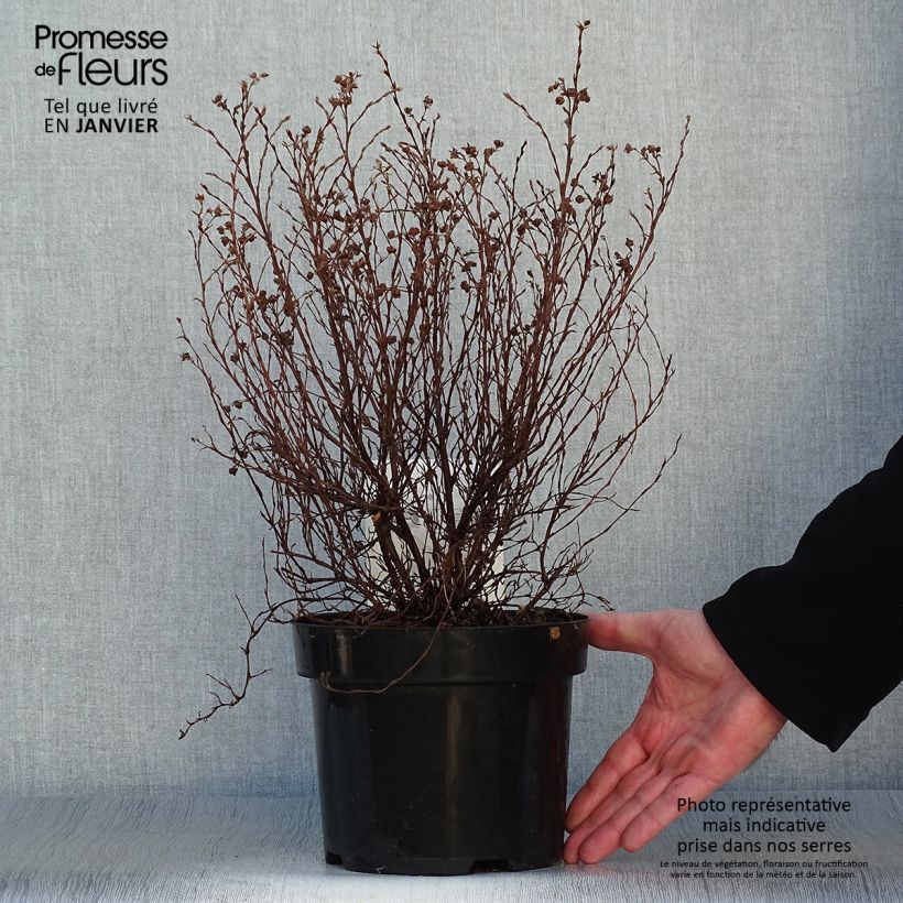 Exemplar von Fingerstrauch Red Lady - Potentilla fruticosa Topf mit 2L/3L wie im Winter geliefert