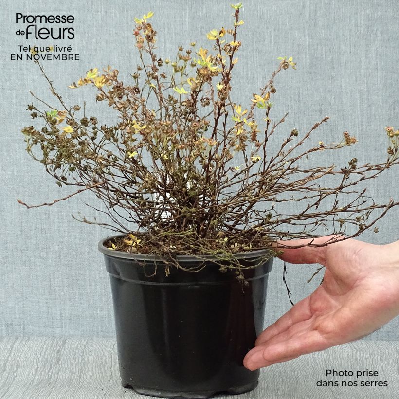 Exemplar von Fingerstrauch Abbotswood - Potentilla fruticosa Topf mit 2L/3L wie im Herbst geliefert