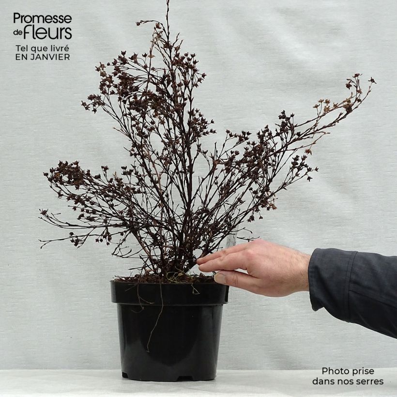 Exemplar von Fingerstrauch Abbotswood - Potentilla fruticosa Topf mit 2L/3L wie im Winter geliefert
