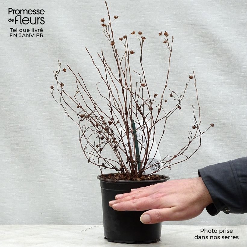 Exemplar von Fingerstrauch Abbotswood - Potentilla fruticosa Topf mit 1L/1,5L wie im Winter geliefert