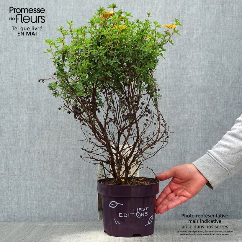 Exemplar von Fingerstrauch Mandarin Tango - Potentilla fruticosa Topf mit 2L/3L wie im Frühjahr geliefert