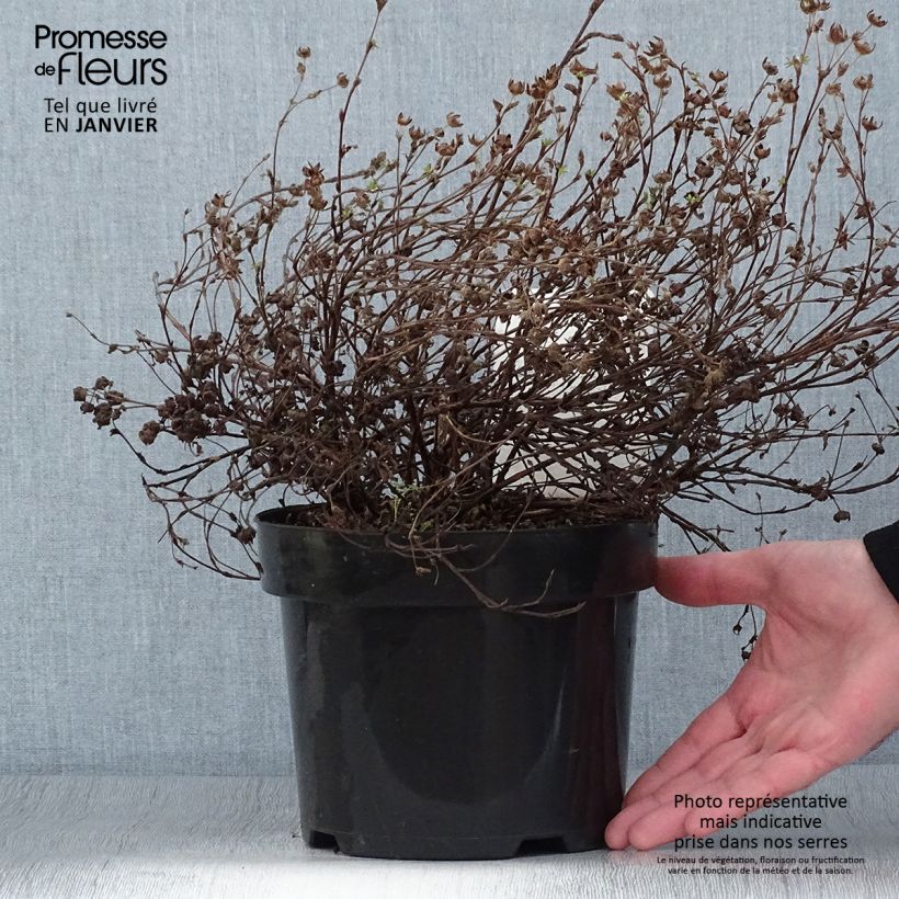 Exemplar von Fingerstrauch Medicine Wheel Mountain - Potentilla fruticosa Topf mit 2L/3L wie im Winter geliefert