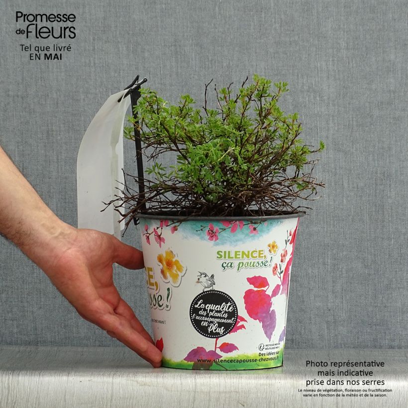Exemplar von Fingerstrauch Orangissima - Potentilla fruticosa Topf mit 4L/5L wie im Frühjahr geliefert