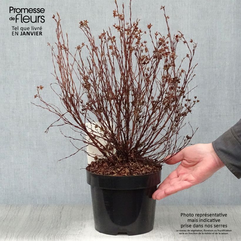 Exemplar von Fingerstrauch Pink Paradise - Potentilla fruticosa Topf mit 2L/3L wie im Winter geliefert
