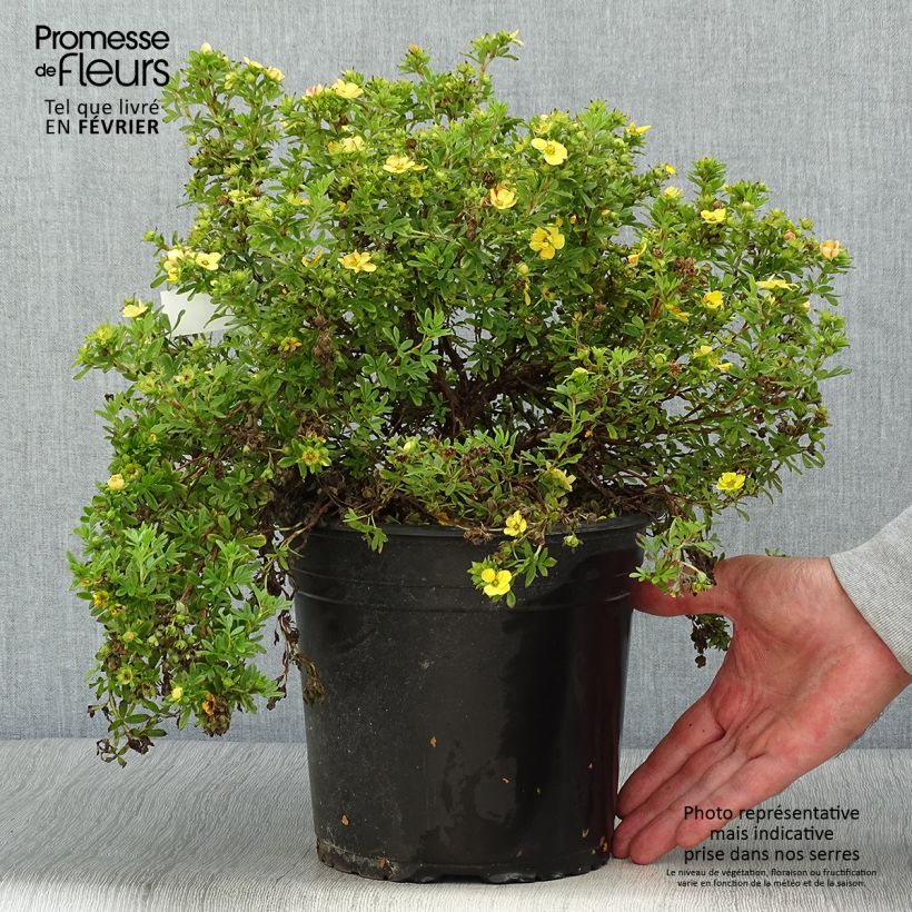 Exemplar von Fingerstrauch Solar'issima - Potentilla fruticosa Topf mit 4L/5L wie im Herbst geliefert