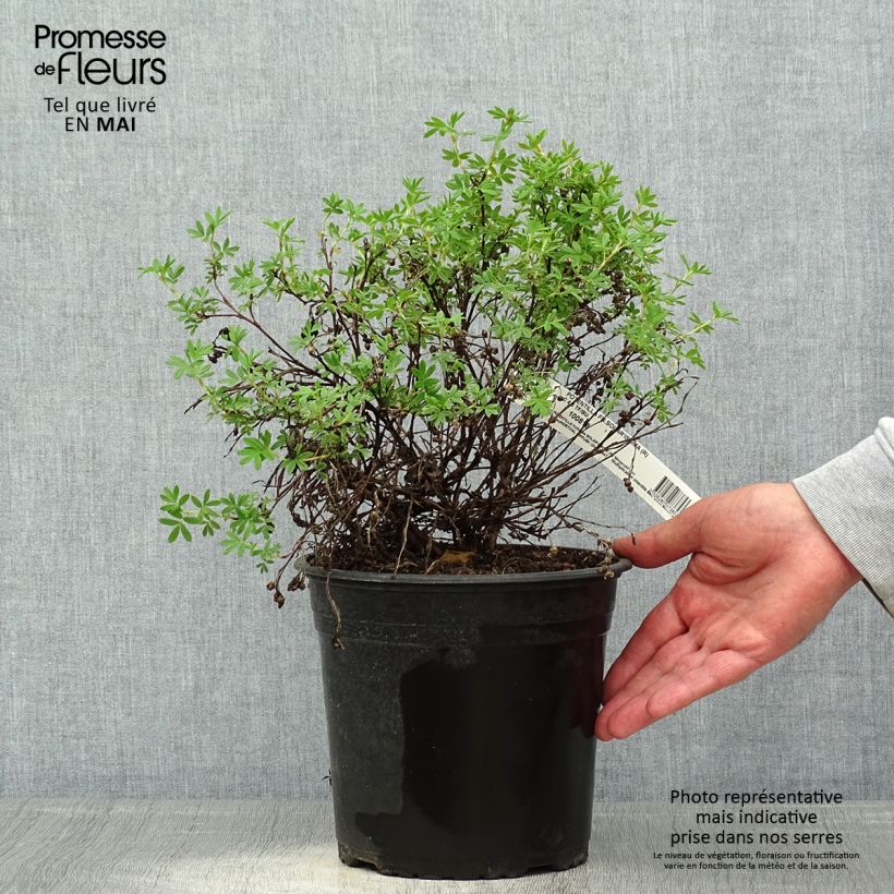 Exemplar von Fingerstrauch Solar'issima - Potentilla fruticosa Topf mit 4L/5L wie im Frühjahr geliefert