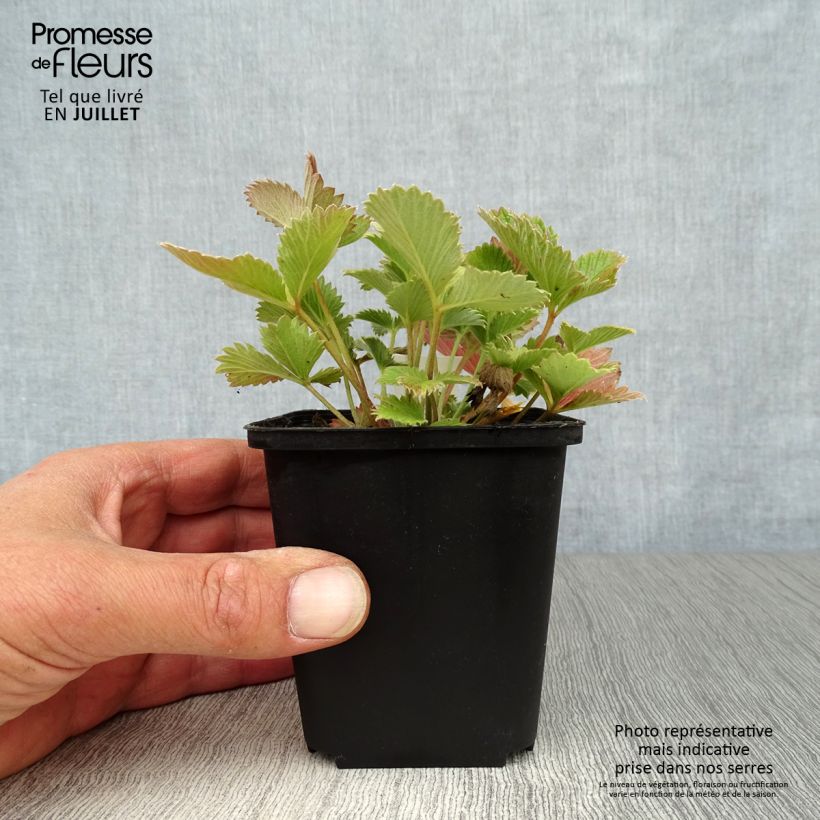 Exemplar von Blutrotes Fingerkraut - Potentilla atrosanguinea Kleine Töpfe von 8/9 cm wie im Sommer geliefert