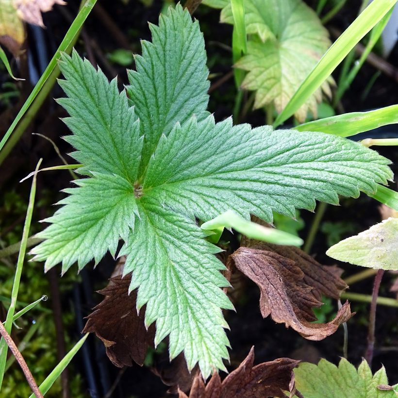 Potentilla William Rollisson - Oranges Fingerkraut (Laub)