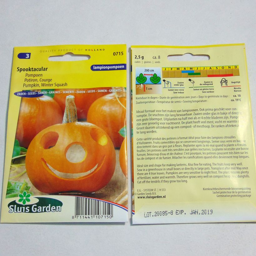 Beispiel eines Exemplars von Kürbis Spooktacular die Tüte mit 8 Samen (2g) wie geliefert