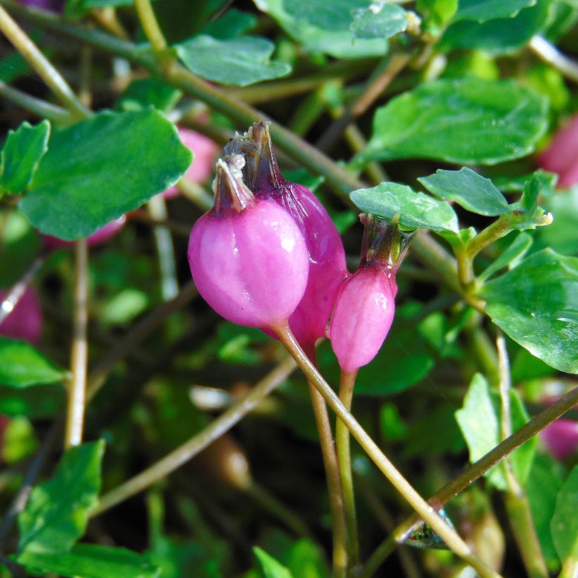 Pratia angulata - Teppichlobelie (Ernte)