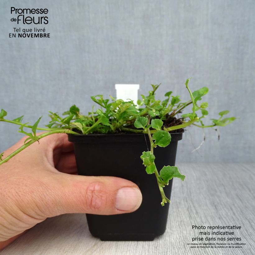 Exemplar von Pratia angulata - Teppichlobelie Kleine Töpfe von 8/9 cm wie im Herbst geliefert