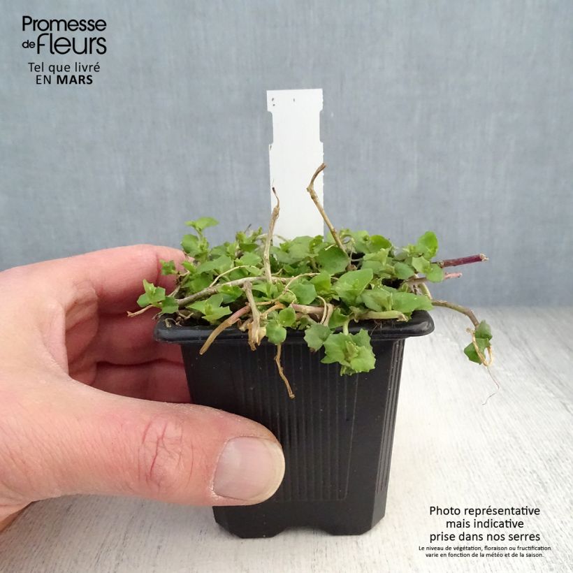 Exemplar von Pratia pedunculata Alba - Teppichlobelie Kleine Töpfe von 8/9 cm wie im Frühjahr geliefert