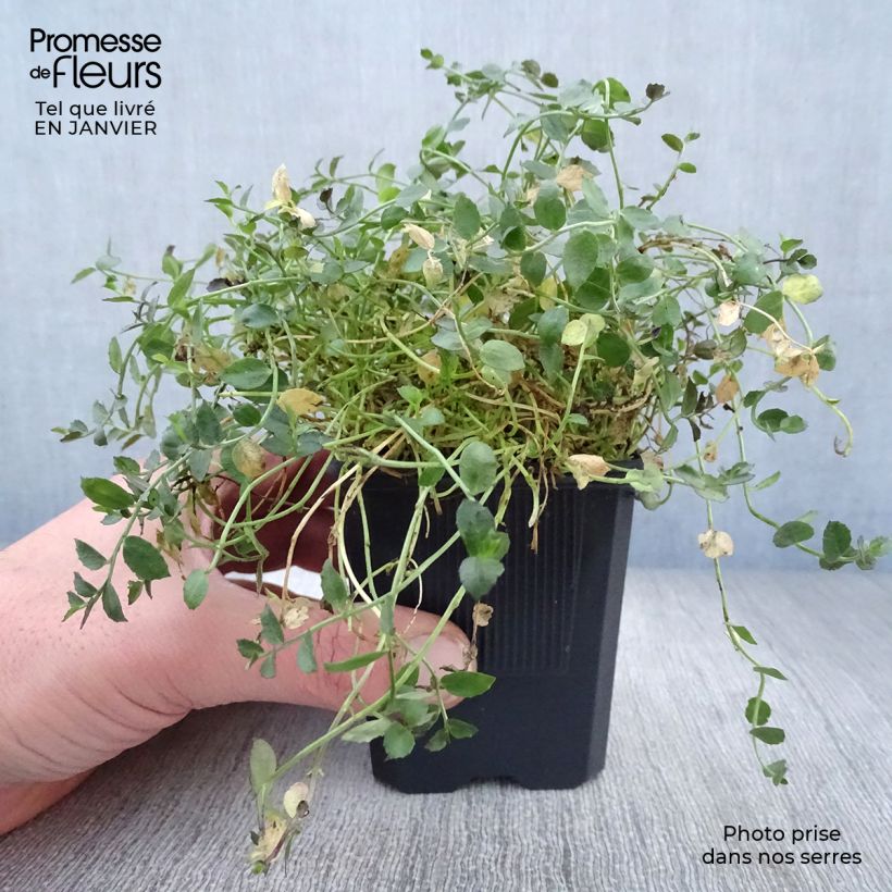 Exemplar von Pratia pedunculata County Park - Teppichlobelie Kleine Töpfe von 8/9 cm wie im Winter geliefert