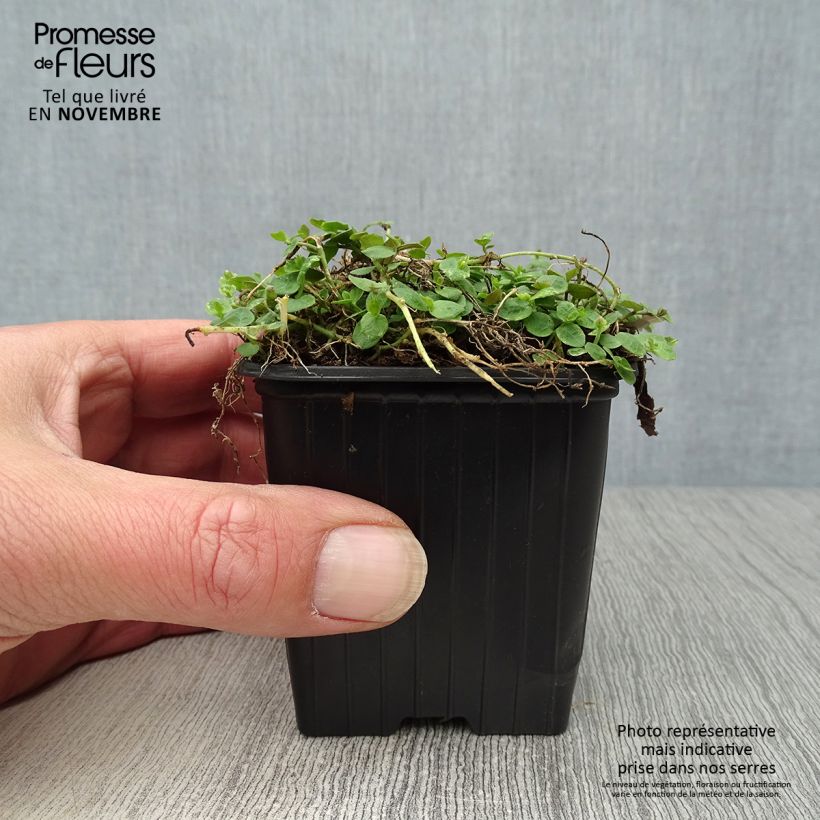 Exemplar von Pratia pedunculata - Teppichlobelie Kleine Töpfe von 8/9 cm wie im Herbst geliefert