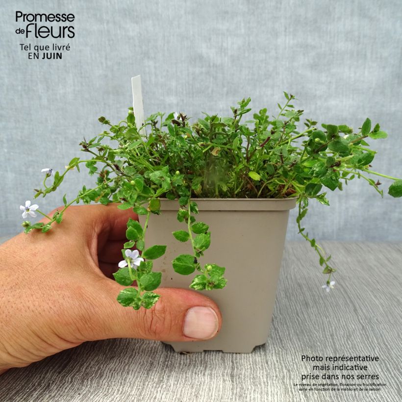Exemplar von Pratia pedunculata - Teppichlobelie Kleine Töpfe von 8/9 cm wie im Sommer geliefert