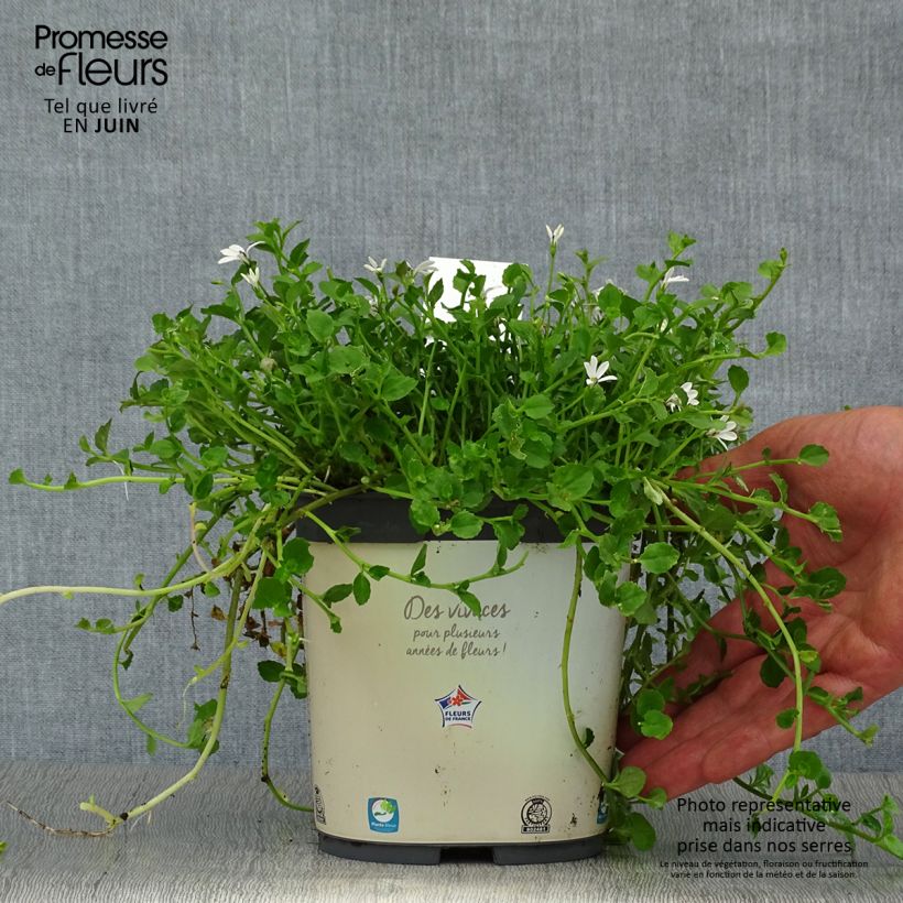 Exemplar von Pratia pedunculata - Teppichlobelie Topf mit 2L/3L wie im Sommer geliefert