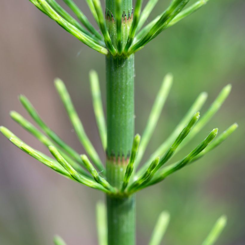 Equisetum fluviatile - Teich-Schachtelhalm (Laub)