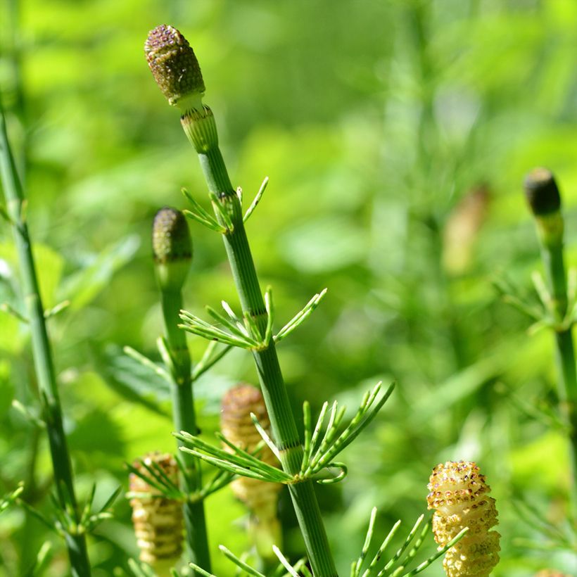 Equisetum fluviatile - Teich-Schachtelhalm (Blüte)