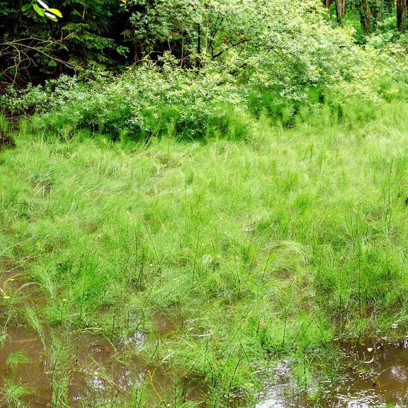 Equisetum fluviatile - Teich-Schachtelhalm (Hafen)