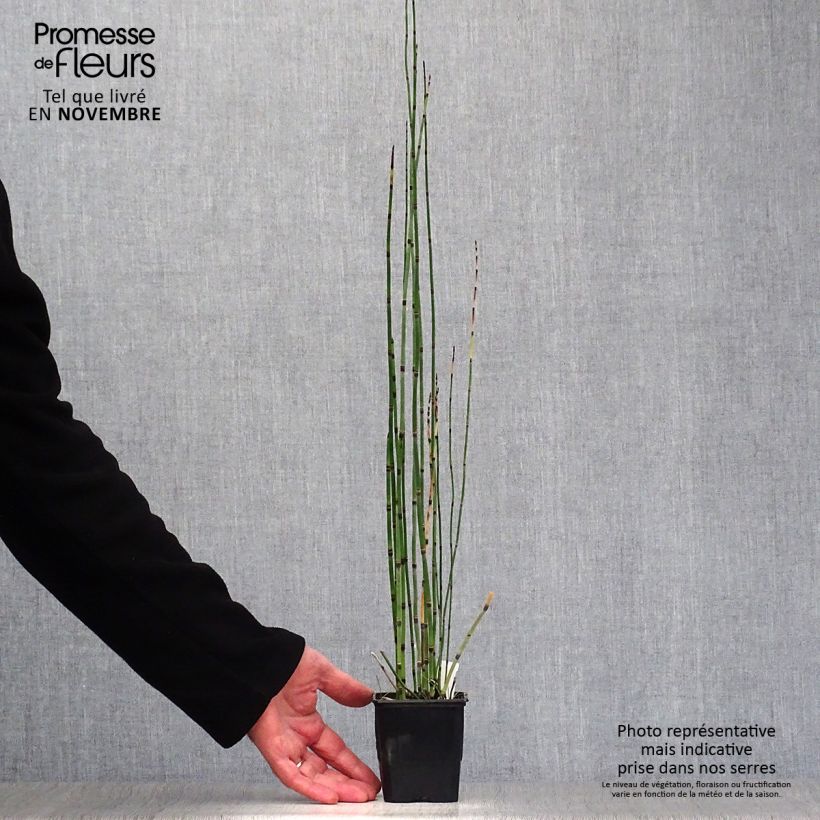 Exemplar von Equisetum hyemale - Winter-Schachtelhalm Kleine Töpfe von 8/9 cm wie im Herbst geliefert