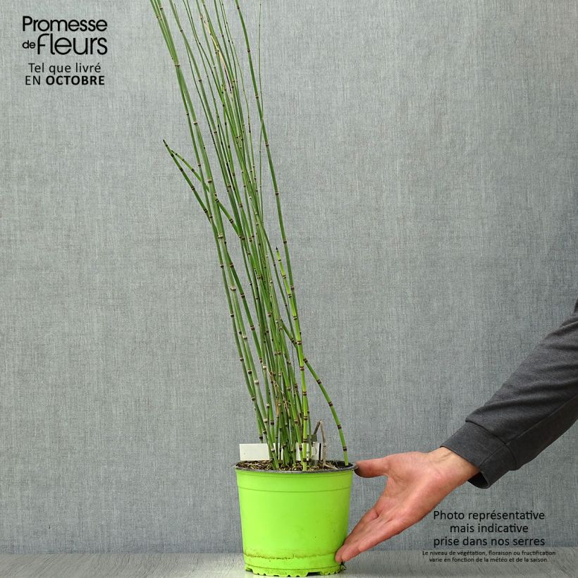Exemplar von Equisetum hyemale - Winter-Schachtelhalm Topf mit 2L/3L wie im Herbst geliefert