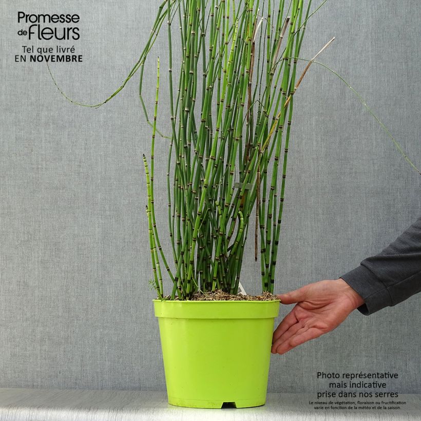 Exemplar von Equisetum hyemale - Winter-Schachtelhalm Topf mit 7,5L/10L wie im Herbst geliefert