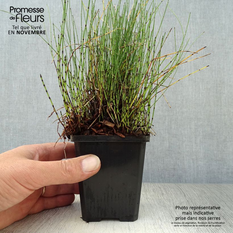Exemplar von Equisetum scirpoides - Binsen-Schachtelhalm Kleine Töpfe von 8/9 cm wie im Herbst geliefert