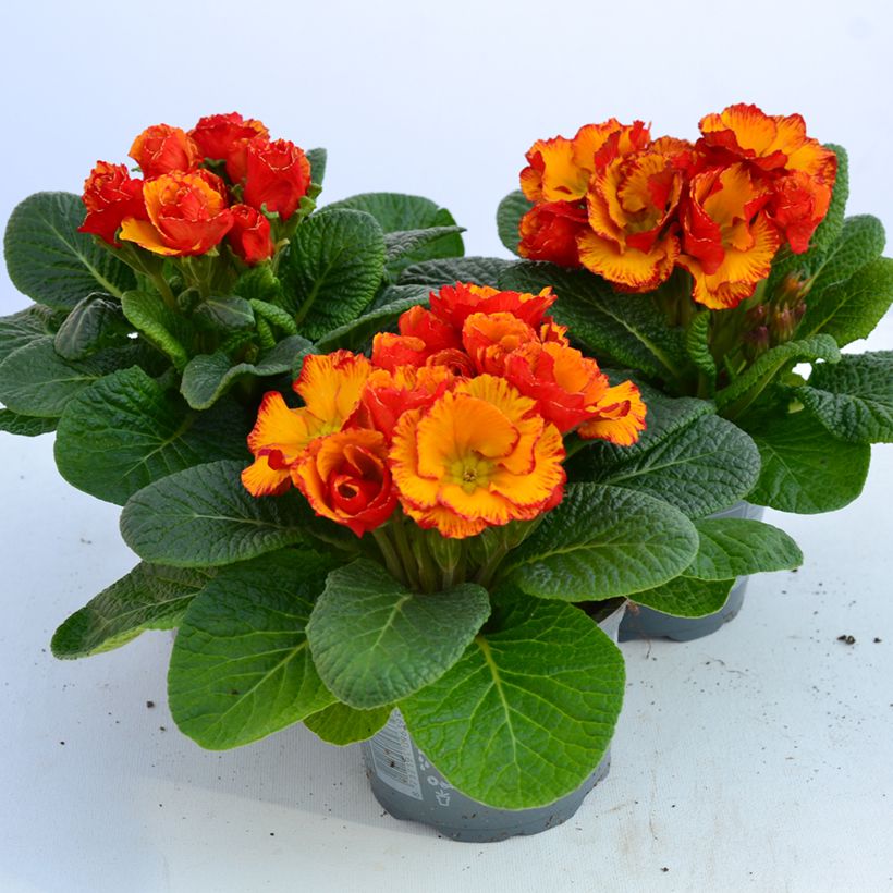 Primula Chinese New Year - Kissenprimel (Blüte)