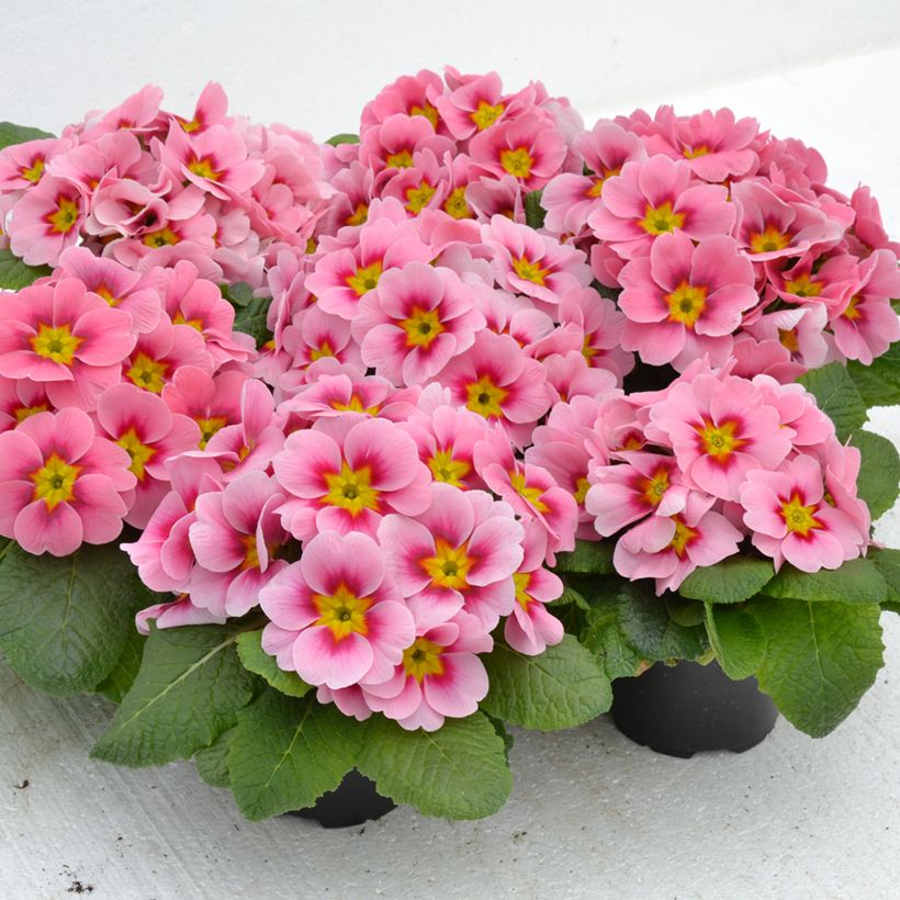 Primula Ringostar Cherryblossom - Kissenprimel (Wuchs)