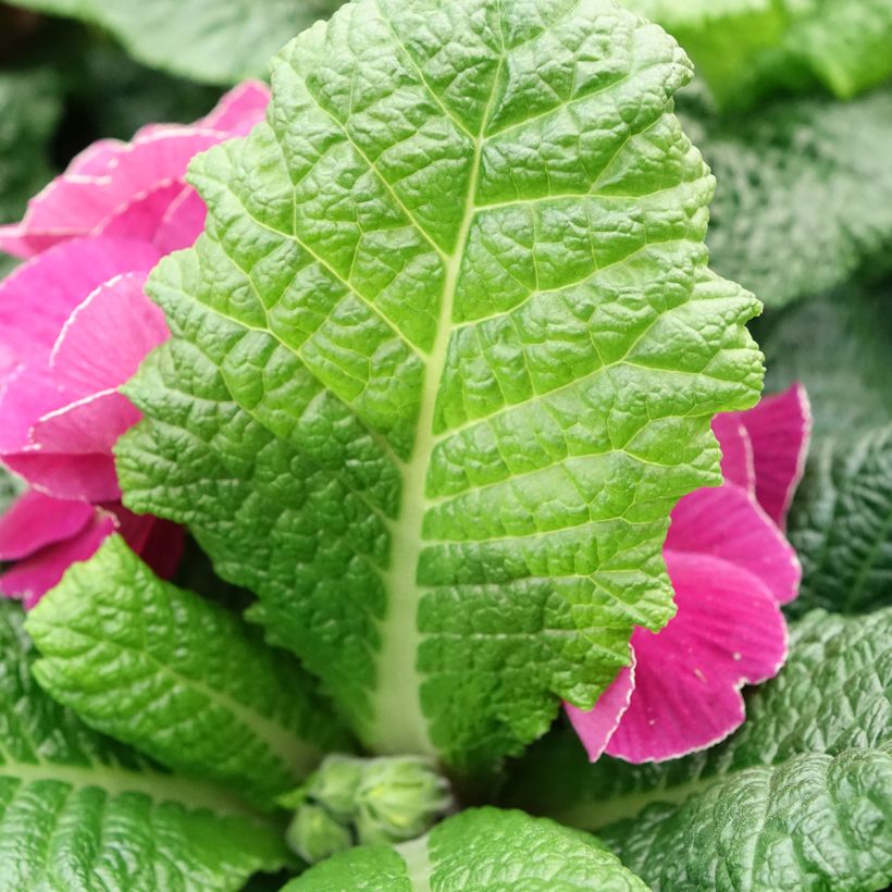 Primula pubescens Plums & Custard - Primel (Laub)