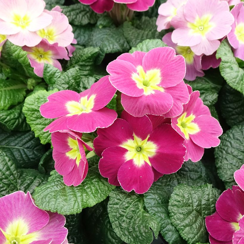 Primula pubescens Plums & Custard - Primel (Blüte)