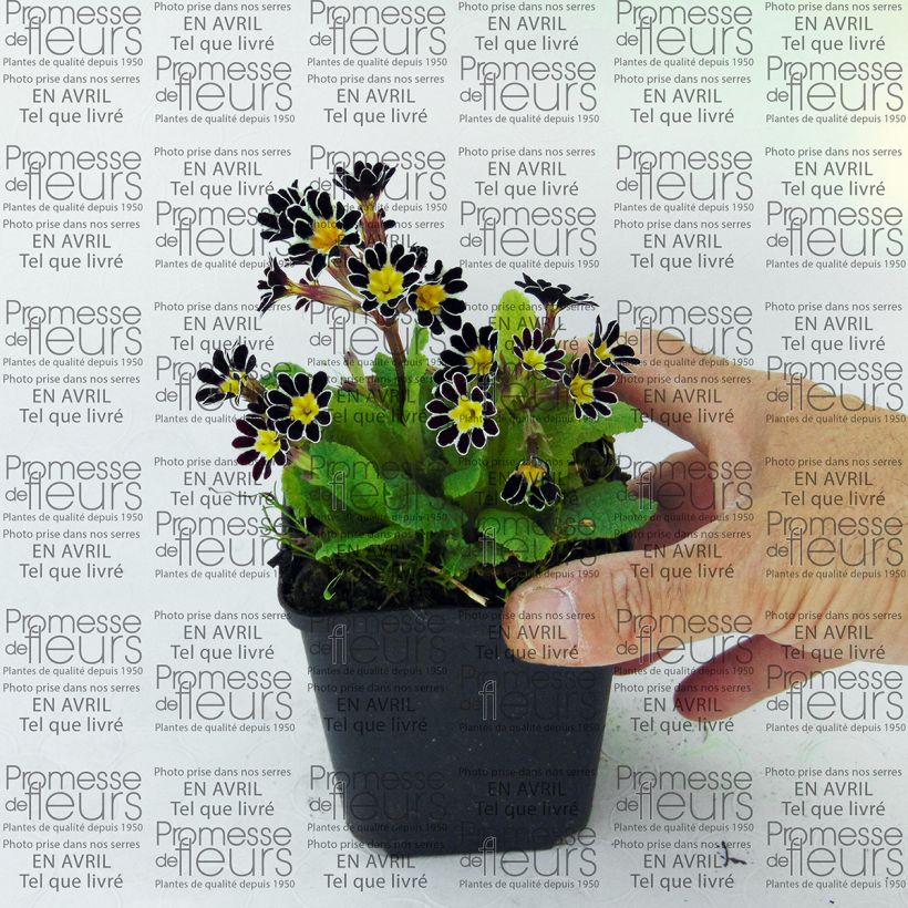 Beispiel eines Exemplars von Hohe Schlüsselblume Victoriana Silver Lace Black - Primula Kleine Töpfe von 8/9 cm wie geliefert