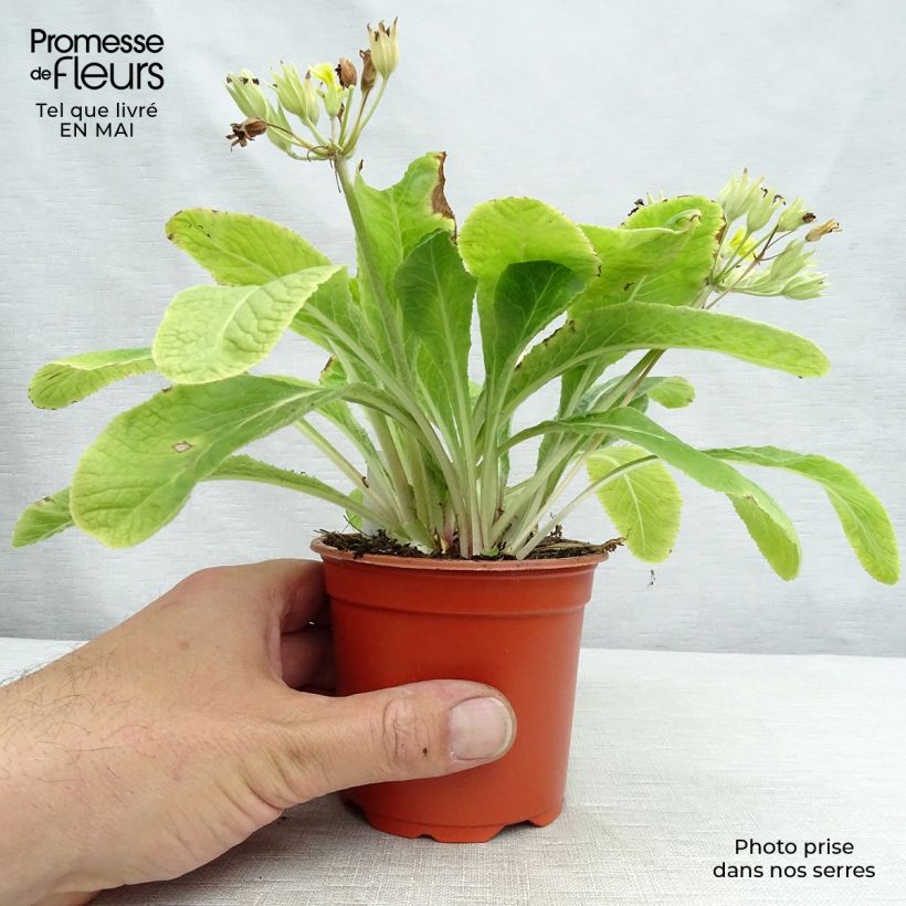 Exemplar von Hohe Schlüsselblume Veristar Lemon - Primula Kleine Töpfe von 8/9 cm wie im Frühjahr geliefert