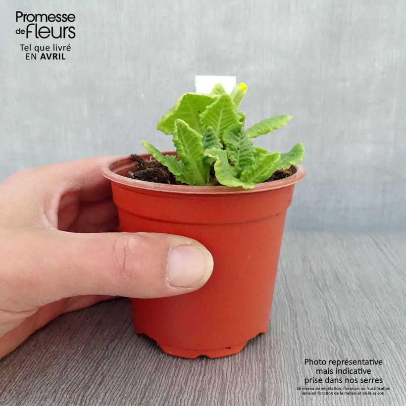 Exemplar von Hohe Schlüsselblume Veristar Yellow - Primula Kleine Töpfe von 8/9 cm wie im Frühjahr geliefert