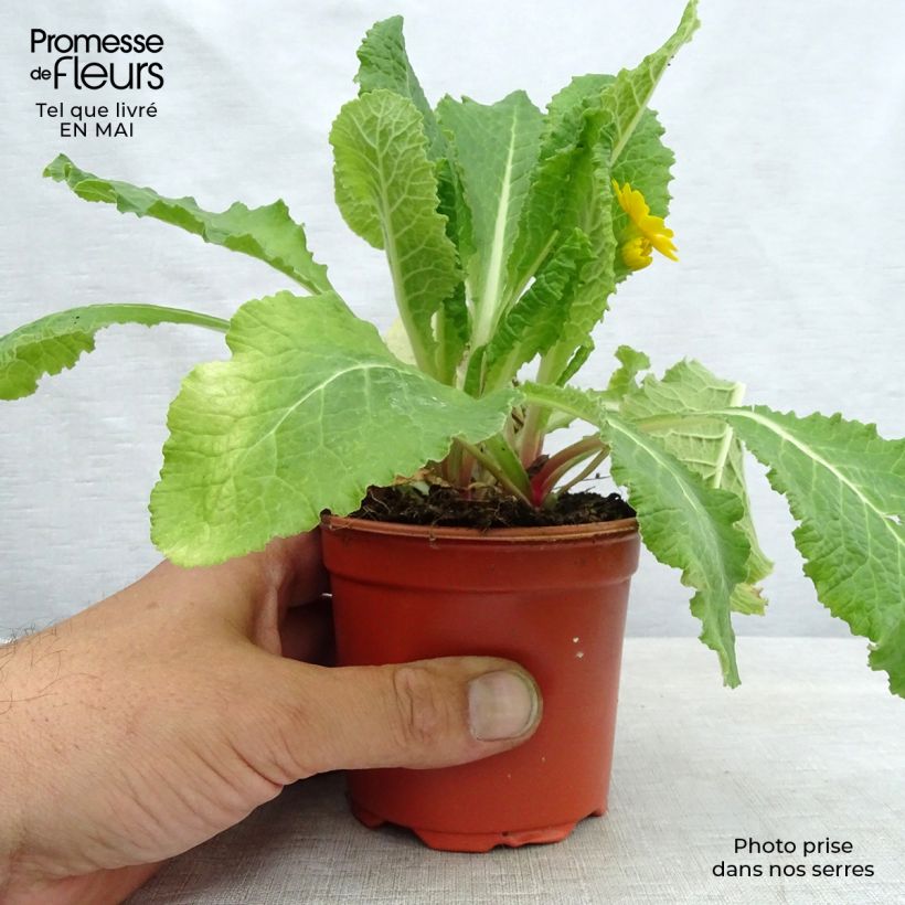 Exemplar von Hohe Schlüsselblume Veristar Yellow Gold - Primula Kleine Töpfe von 8/9 cm wie im Frühjahr geliefert