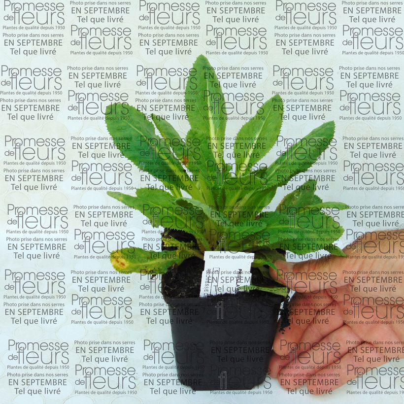 Beispiel eines Exemplars von Primula secundiflora - Primel Kleine Töpfe von 8/9 cm wie geliefert