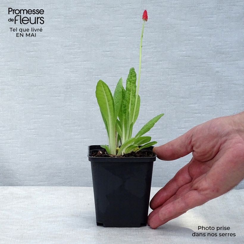 Exemplar von Primula vialii - Primel Kleine Töpfe von 7/8 cm wie im Frühjahr geliefert