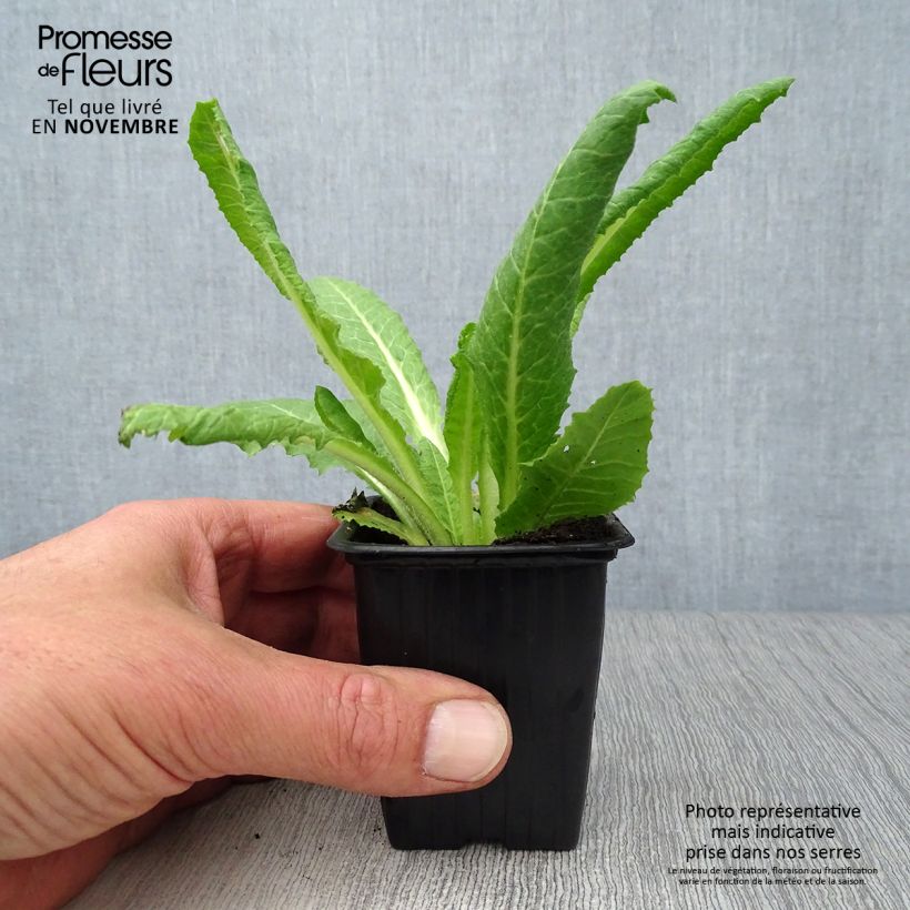 Exemplar von Primula vialii - Primel Kleine Töpfe von 7/8 cm wie im Herbst geliefert