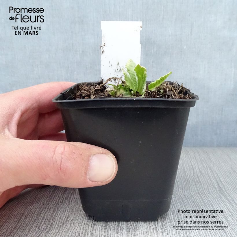 Exemplar von Primula denticulata Prom Lilac - Kugelprimel Kleine Töpfe von 8/9 cm wie im Frühjahr geliefert