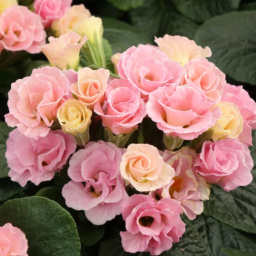 Primula Rosebud F1 Tutti frutti - Kissenprimel (Blüte)