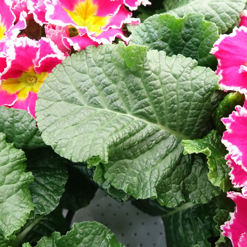 Primula Sweetie - Kissenprimel (Laub)