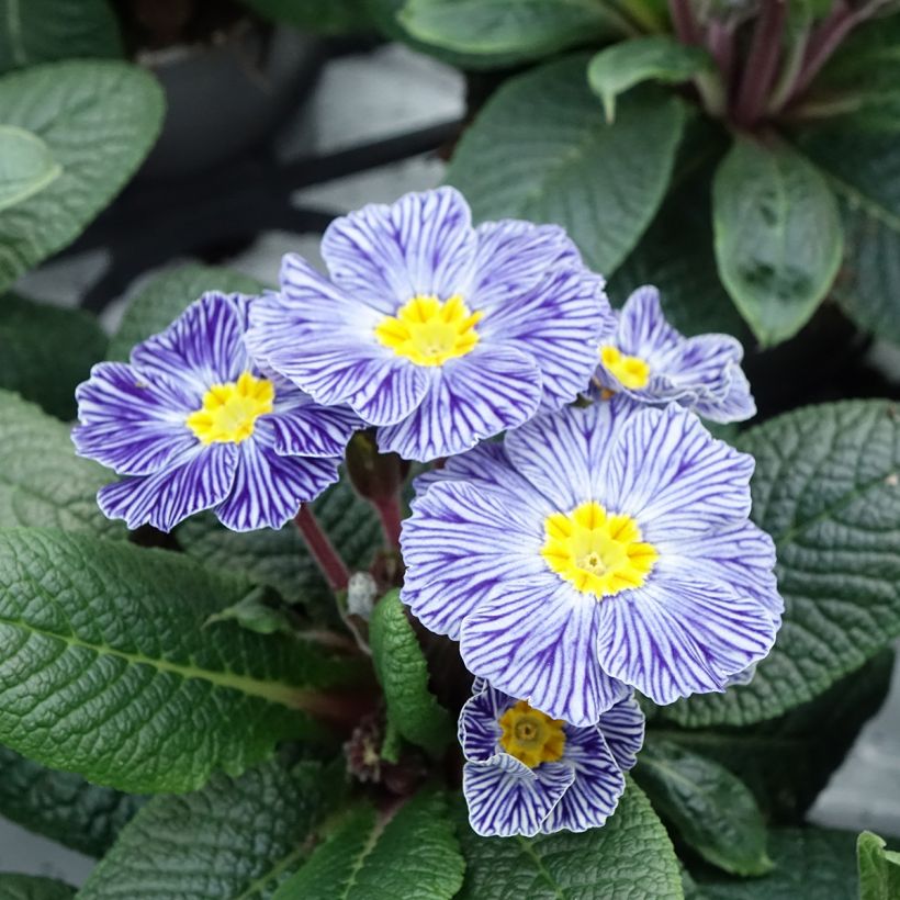 Primula Zebra Blue - Kissenprimel (Blüte)