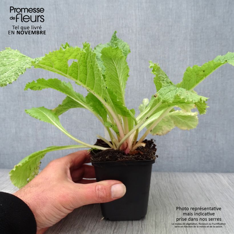 Exemplar von Primula japonica Alba - Etagen-Primel Kleine Töpfe von 8/9 cm wie im Herbst geliefert
