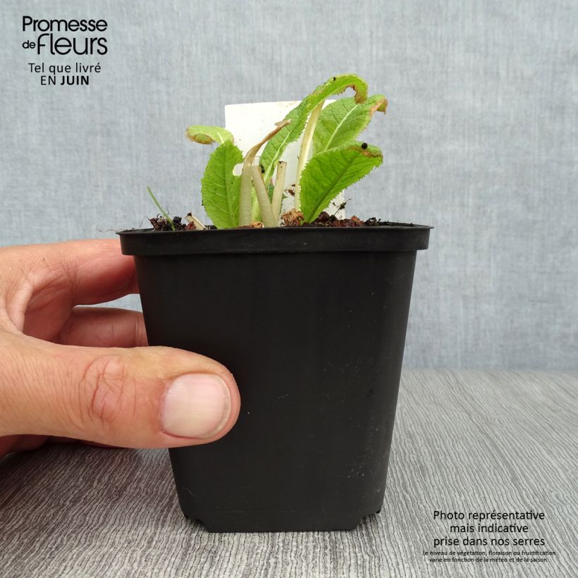 Exemplar von Primula japonica Alba - Etagen-Primel Kleine Töpfe von 8/9 cm wie im Sommer geliefert