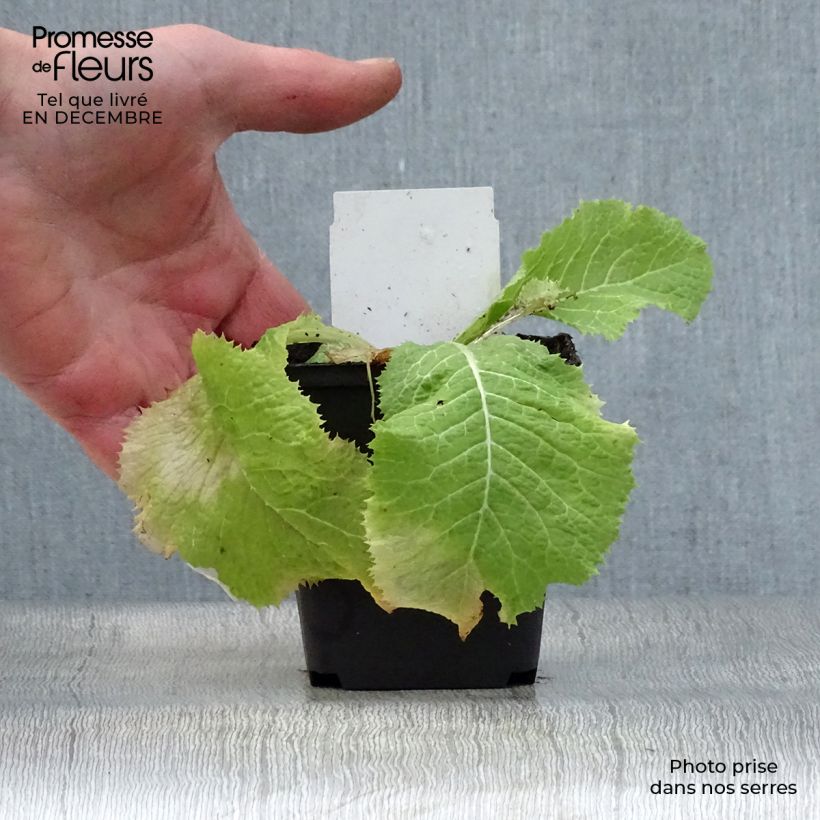 Exemplar von Primula japonica Alba - Etagen-Primel Kleine Töpfe von 8/9 cm wie im Winter geliefert